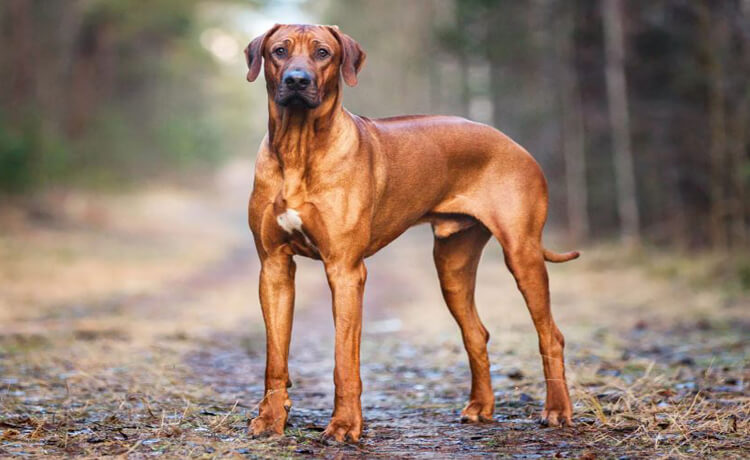 Rhodesian Ridgeback